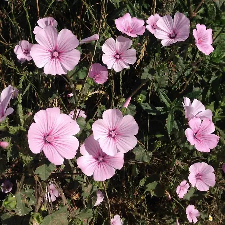 Хостел Greenside Of Sea *